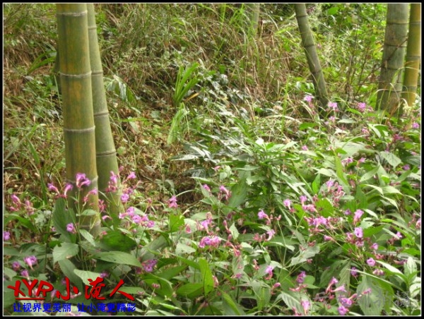 conew_img_5687.jpg
