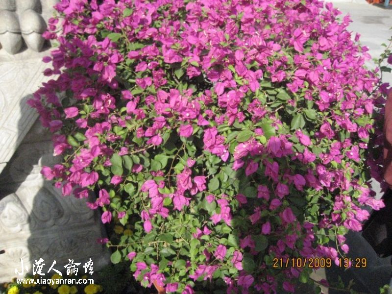 照片 516_conew1.jpg